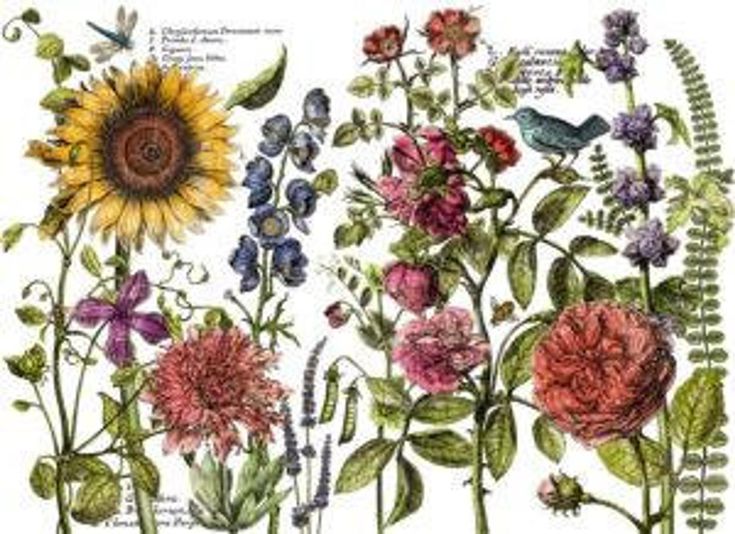 Iron Orchid Designs Decor Transfer RubOnsLL May II Farm