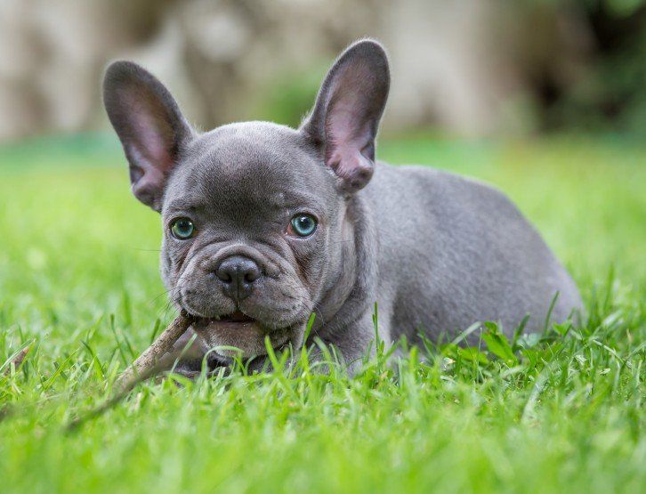 Blue Frenchies All About Blue French Bulldogs