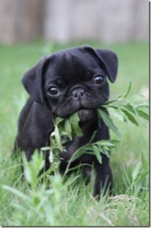 pug tips best 25 miniature puppies ideas on miniature dogs golden doodles and pug tips best 25 miniature puppies ideas on miniature dogs golden doodles and