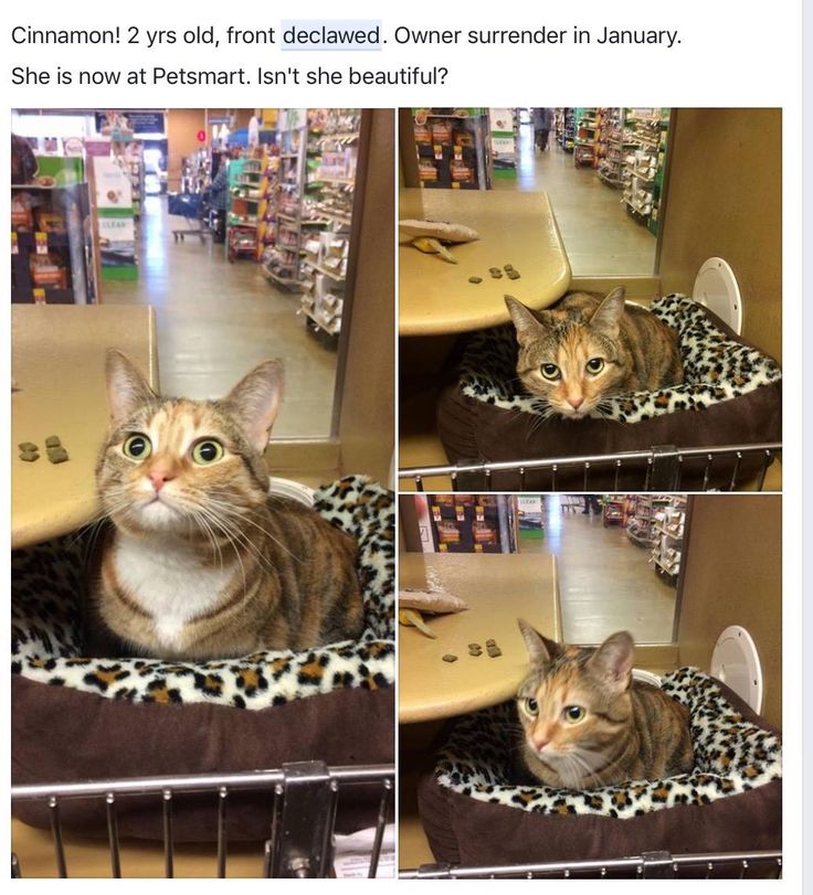 Pin on DECLAWED CATS SUFFER