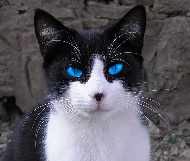 Lightstar of LightClan A6cbebd7cc966246e35065fc097e0871--black-kittens-white-cats