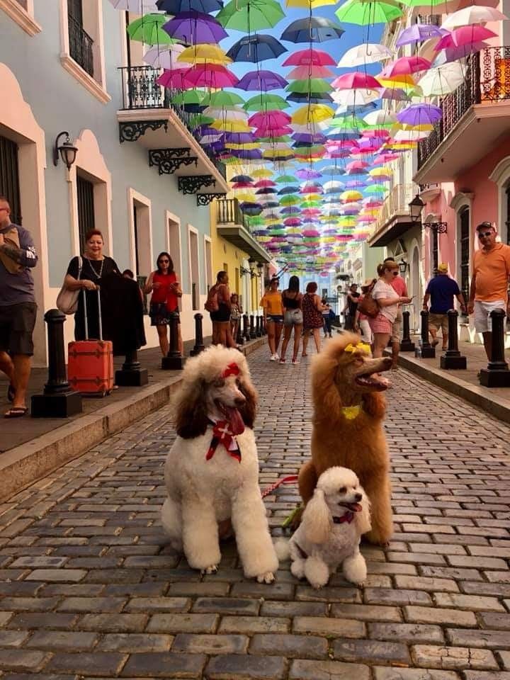 Puerto Rico Poodles Poodle Dog Poodle Standard Poodle