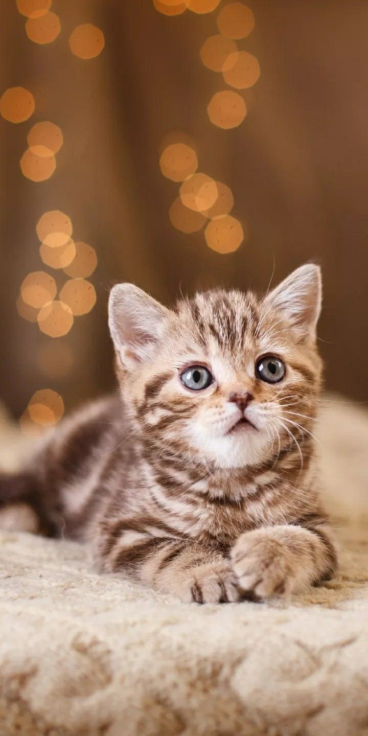 Cute Persian Cat 3d Wallpapers Wallpapersak Kitten Wallpaper Cute Baby Cats Cat Wallpaper