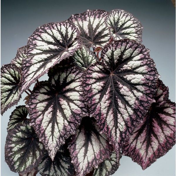 Begonia 'Fireworks' (Begonia rex hybrid) begonia plant for sale | Rare  flowers, Begonia, Bonsai flower