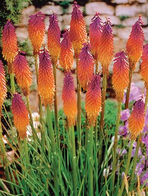 best 25+ tall flowers ideas only on pinterest | tall vases wedding best 25+ tall flowers ideas only on pinterest | tall vases wedding
