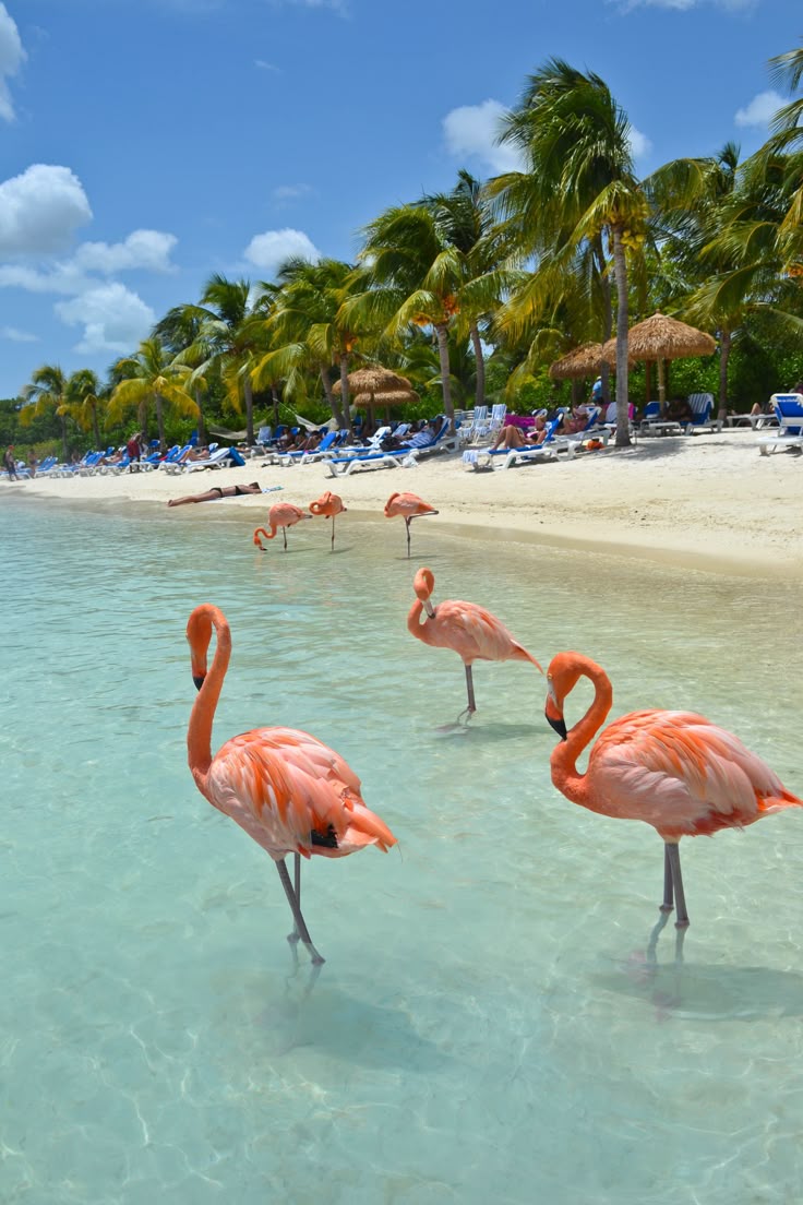 best 25+ aruba resorts ideas on pinterest | aruba island, beaches best 25+ aruba resorts ideas on pinterest | aruba island, beaches