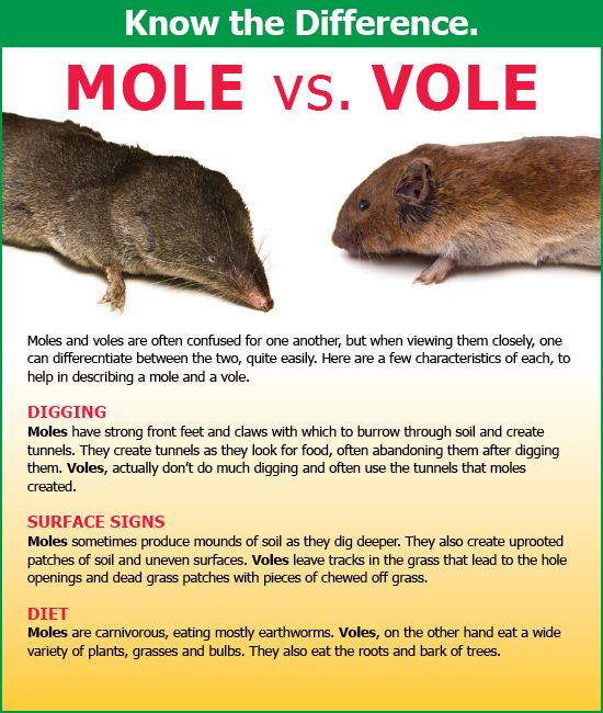 Natural Ways To Remove Moles From Yard Natural Ways To Remove Moles From Yard