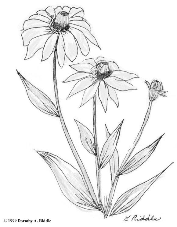 flowers in field for drawing Google Search Drawings, Black eyed flowers in field for drawing Google Search Drawings, Black eyed