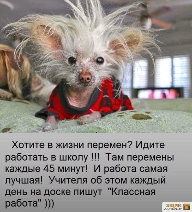 Днем, картинки веселые смешные с надписями на каждый день