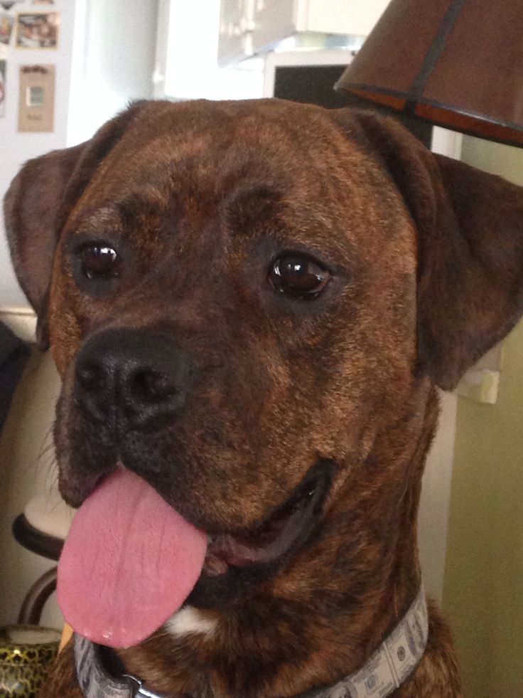 Of boxer pics dogs Of boxer pics dogs