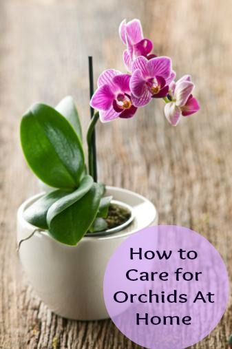 25 best caring for orchids ideas on pinterest growing orchids orchids and orchid care 25 best caring for orchids ideas on pinterest growing orchids orchids and orchid care