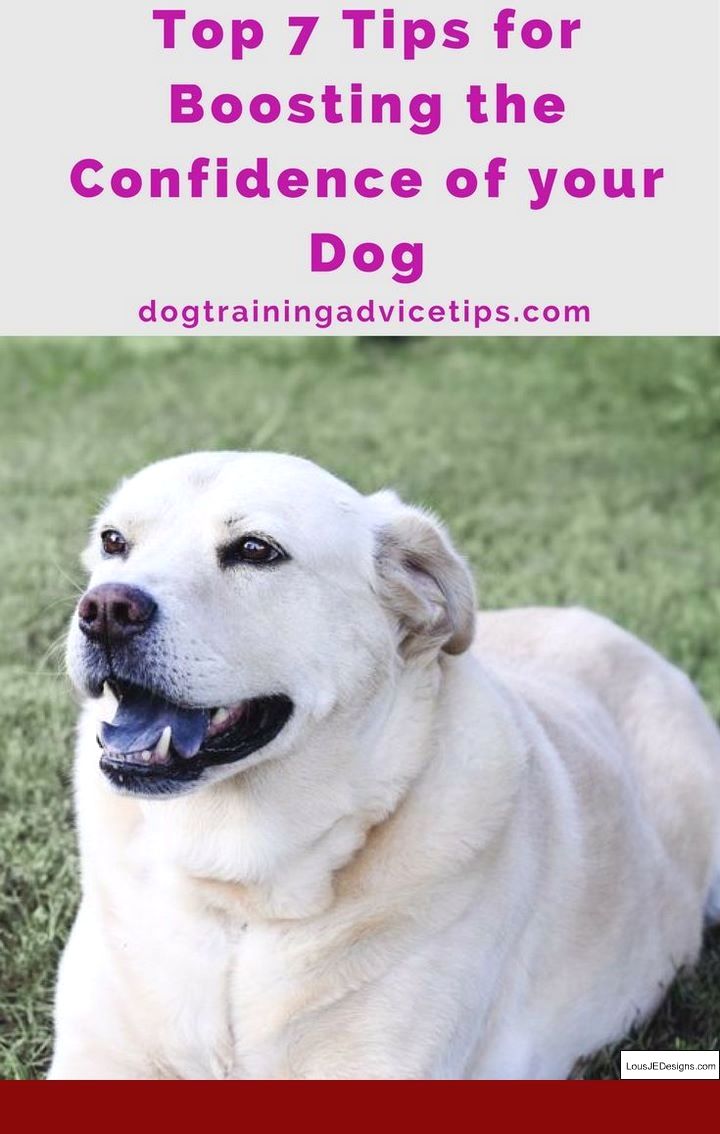 Dog Training Tips In Malayalam And Pics Of Cesar Dog Whisperer