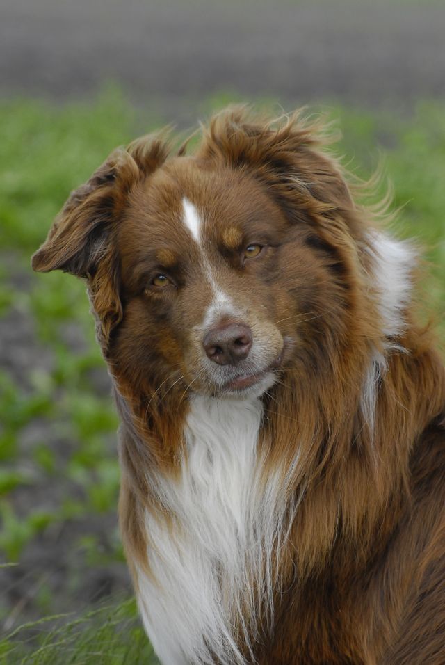australian shepherd or border collie 1451 best australian shepherd images on pinterest aussies dog australian shepherd or border collie 1451 best australian shepherd images on pinterest aussies dog