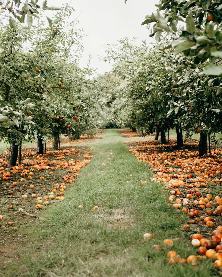 Apple Orchard Worcester, England Orchard garden, Apple