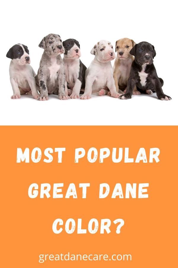 Great Danes Are One Of The World S Most Recognizable Dog Breeds