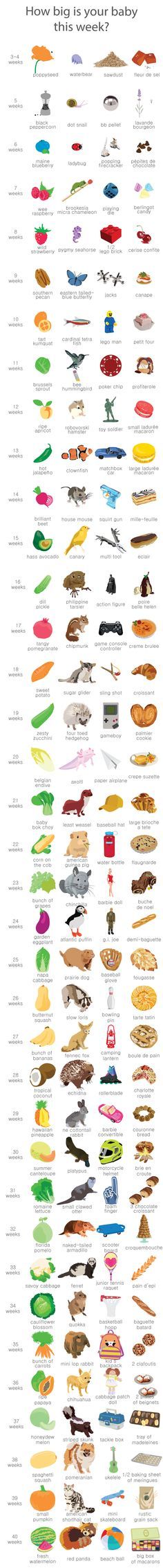 pin on baby ovia pregnancy baby size chart
