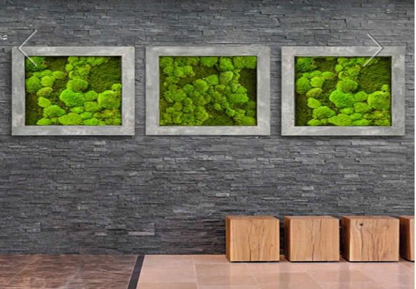Mosses wall ambius no Mosses wall ambius no