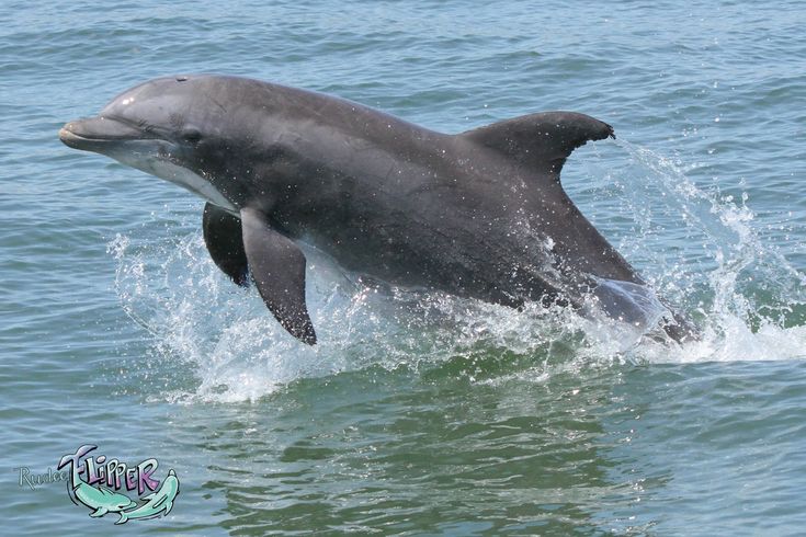 Sunset Dolphin Tours Virginia Beach Sunset Dolphin Tours Virginia Beach