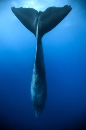 Dauphin island sperm whale photo photo 16