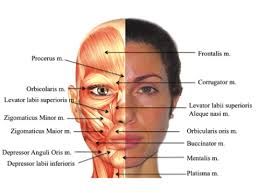 muscles of the face