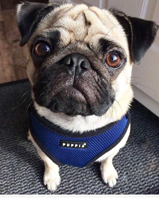 Navy Blue Puppia Soft Harness Available At Www Ilovepugs Co Uk