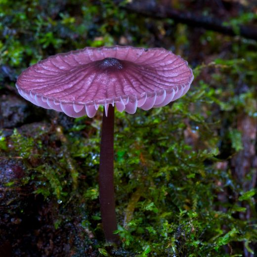 Fungi in asias rainforest
