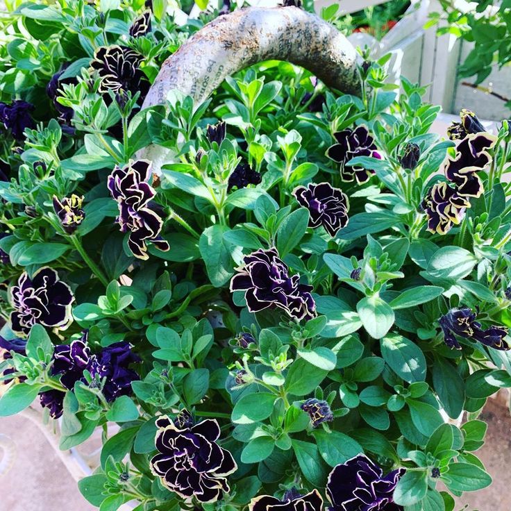 ペチュニア黒真珠 冬越しに成功して元気に咲き出してきました ﾟ ﾟ ﾟ ﾟ Plants