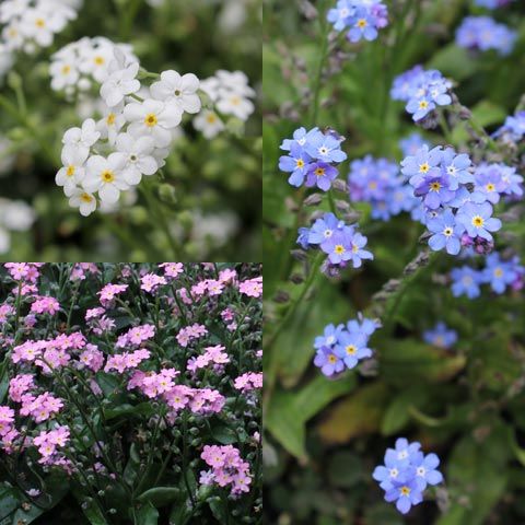 Die besten 25+ Blumen bestimmen Ideen auf Pinterest Wildkräuter - lila blumen bestimmen Die besten 25+ Blumen bestimmen Ideen auf Pinterest Wildkräuter - lila blumen bestimmen