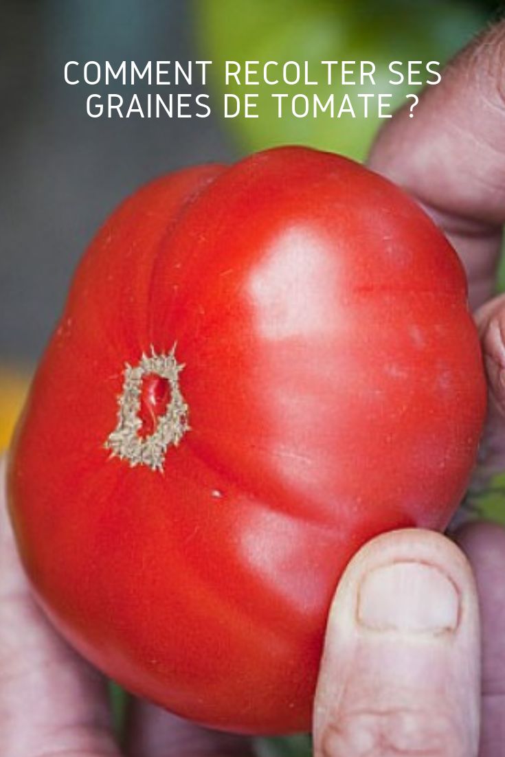 Comment récolter ses graines de tomate ?