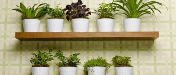 10 Hierbas Aromáticas Que Puede Cultivar En Casa Usando Sólo Agua Cultivar Hierba Jardines Pequeños Plantas