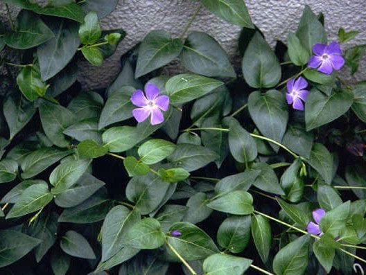 Best 10 Vinca Ground Cover Ideas On Pinterest Myrtle Best 10 Vinca Ground Cover Ideas On Pinterest Myrtle Plants And Covering