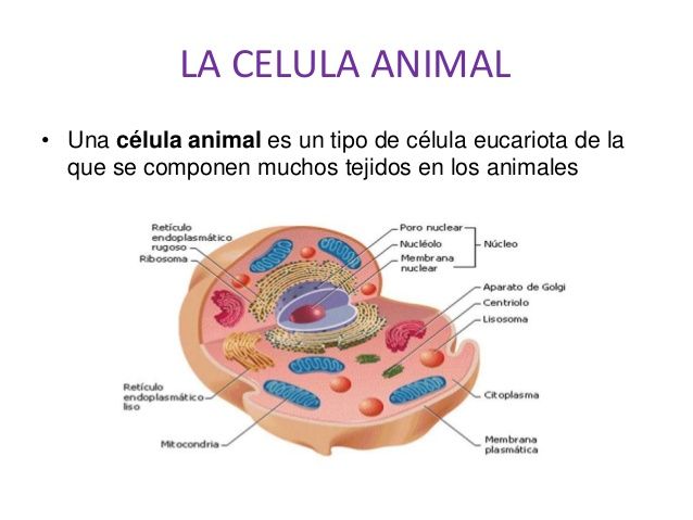 Resultado De Imagen Para Celula Animal Celula Eucariota Célula Animal Eucariota