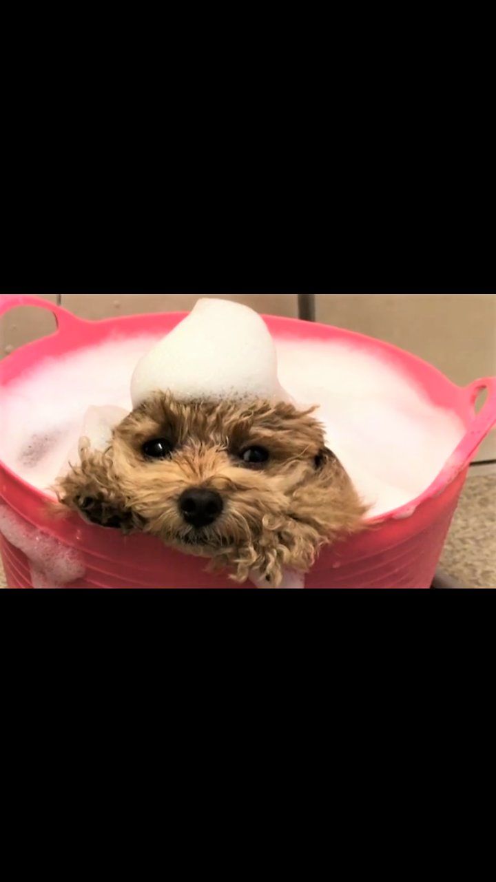 This Two Year Old Poodle Enjoys Bathing In A Warm Bucket Of Soapy