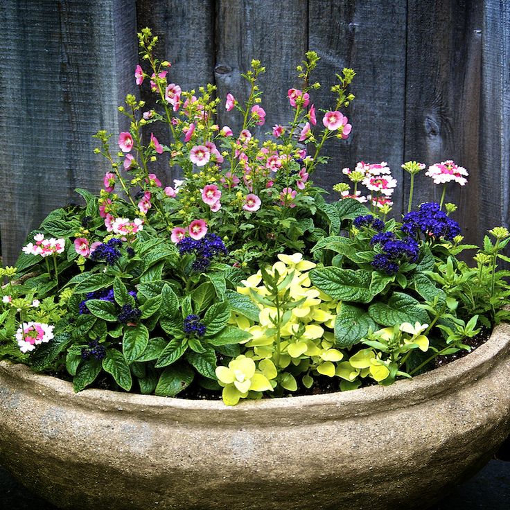 151 best Favorite Container plants images on Pinterest Love Potted Plants Here Are 5 Tips for Gorgeous Container Gardens