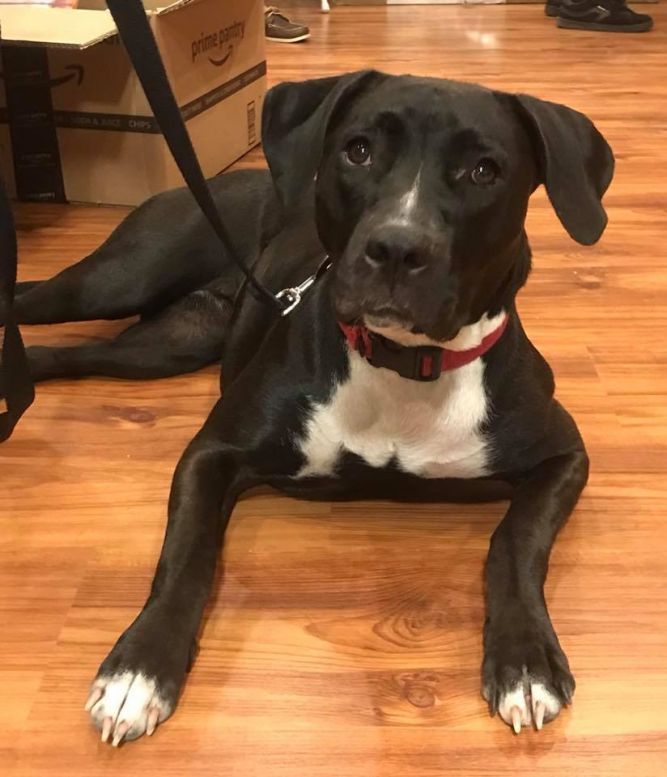 Adopt Starr On Pitbull Terrier Pitbulls Terrier Mix