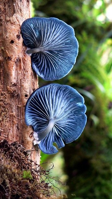 Naturally Occurring Blue Colors In Nature Naturally Occurring Blue Colors In Nature