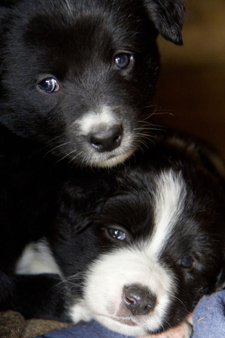cutest border collie puppy