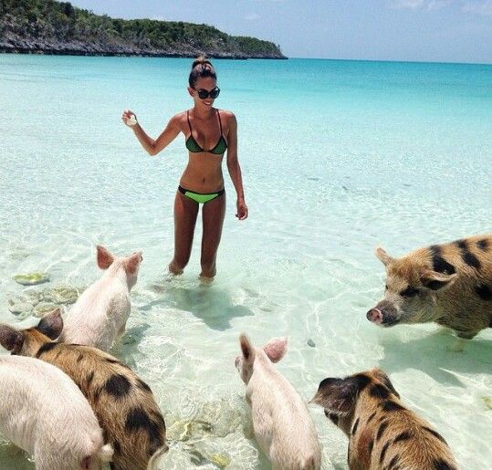Swimming Pigs In Bahamas Adorable Pig Island W Swimming Pigs In Bahamas Adorable Pig Island W On Beach