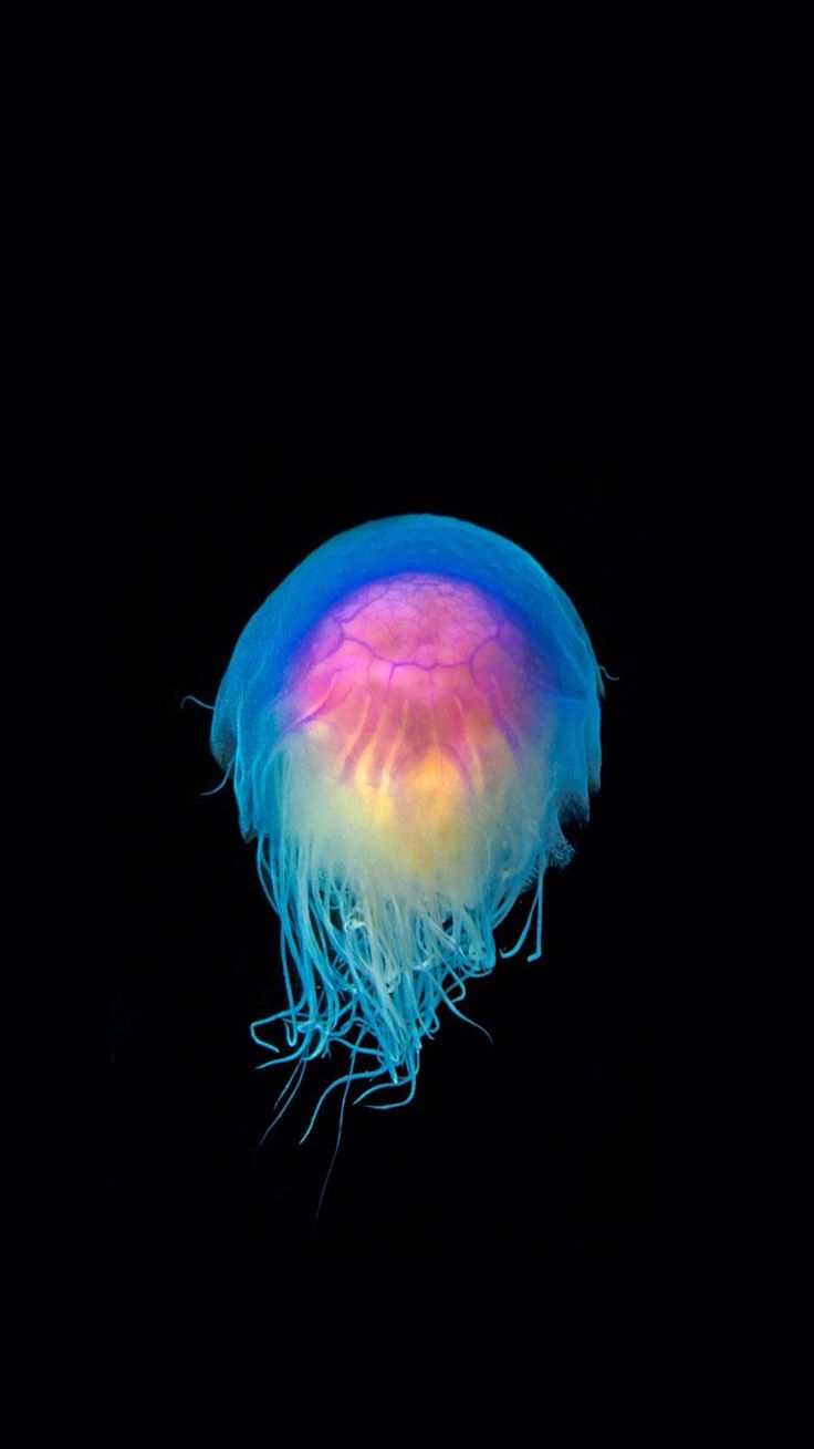 jellyfish blue iphone wallpaper 73 best iphone 6 wallpapers images on jellyfish blue iphone wallpaper 73 best iphone 6 wallpapers images on