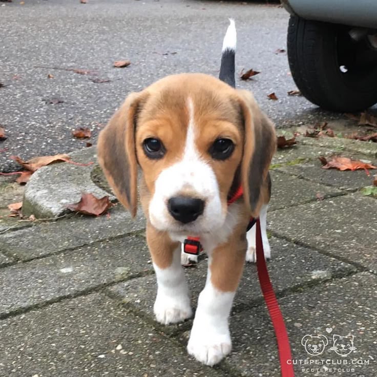 beagle puppy names best 25 mini beagle ideas on beagle puppies beagle puppy and pocket beagle beagle puppy names best 25 mini beagle ideas on beagle puppies beagle puppy and pocket beagle