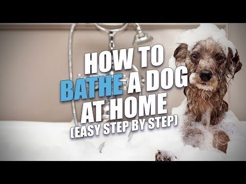 Pin On Dog Grooming