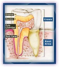 29 best science fair images on pinterest science science which whitening toothpaste works best science project