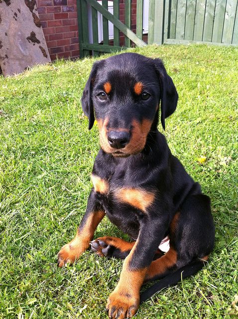 doberman puppies pa de 25 bedste id 233 er inden for doberman puppies p 229 doberman pinscher doberman puppies pa de 25 bedste id 233 er inden for doberman puppies p 229 doberman pinscher