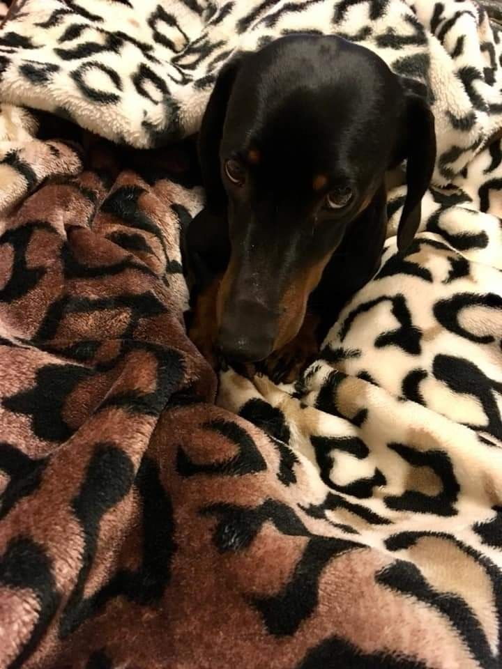 Pin By Trucy Baker On I Love Doxies Dachshund Puppy Love Dogs