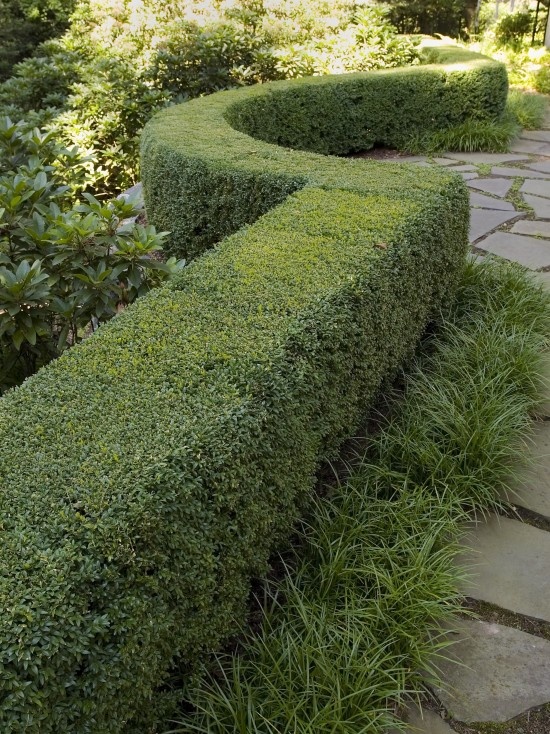 31 best Liriope images on Pinterest | Diy landscaping ideas ... 31 best Liriope images on Pinterest | Diy landscaping ideas ...