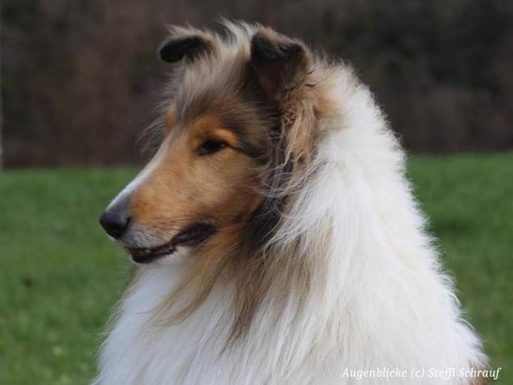 Harmony Vom Neckarwiesenweg Collie Sheltie Rough Collie