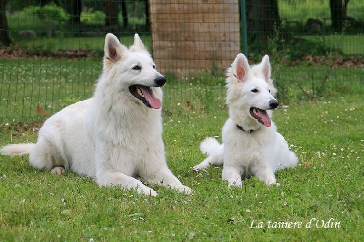 Photo Elevage De La Taniere D Odin Eleveur De Chiens Berger Blanc Suisse En 2021 Berger Blanc Suisse Eleveur De Chien Berger Blanc