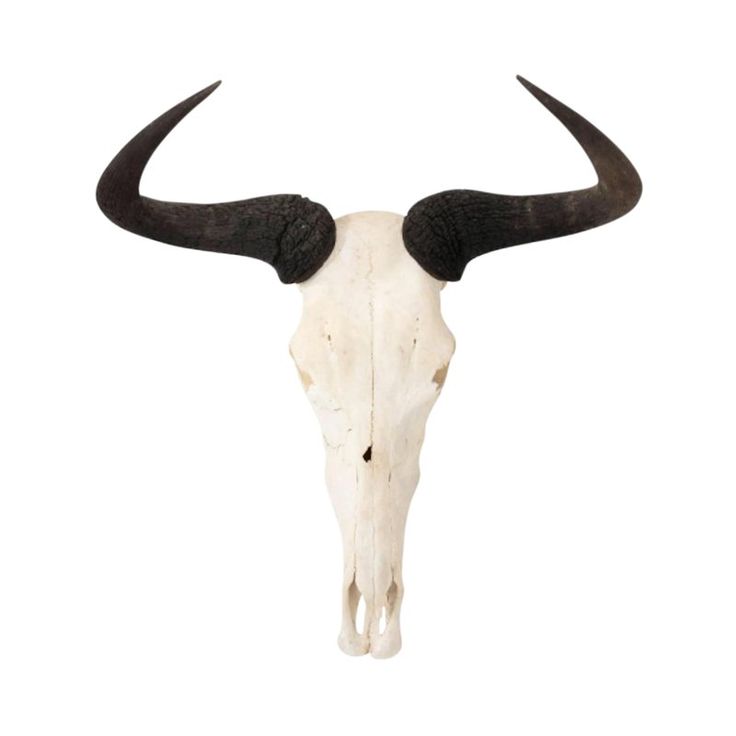 bull horns for sale bull horns for sale