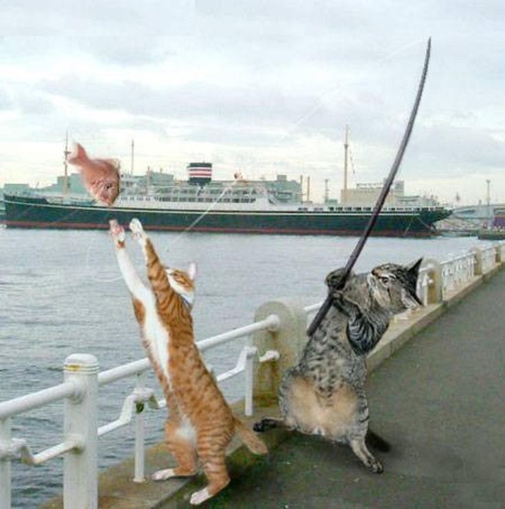 cat
