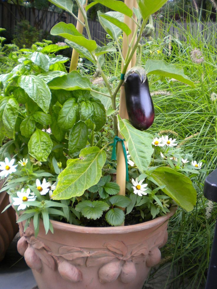 57 best Ve ables for Containers images on Pinterest How to Garden Eggplant in a Container